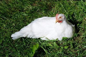 A rustic young chicken with a small red comb lies in the green juicy grass in the backyard in the shade.Growing laying hens at home on natural products