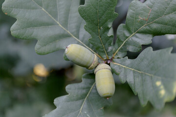 an acorn on a branch. oak green leaves with young acorns on the branches of the tree. natural...