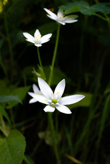 White flowers of Ornithogalum growing in the shadow