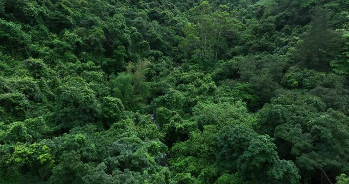 Beautiful lush green jungle with small creek and dense trees in tropical mountains on summer morning