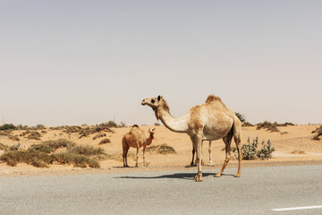 A herd of domesticated one-humped Arab camels walking along the road, Dubai United Arab Emirates