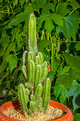 tall cactus