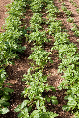 Kartoffeln im eigenen Garten