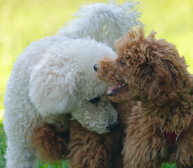 Close-up photo of an adorable Red Toy Poodle Dog and a White Poodle Dog playing together on a sunny day