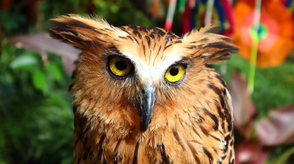eagle owl portrait with yellow eyes. High quality photos
