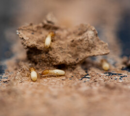 Close up of Termites Eating wood, (Termite damage house)