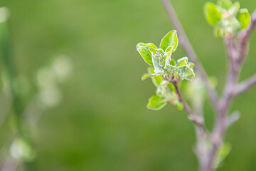 beautiful young leaves on a deerva branch on the background of a lawn landscaping. 