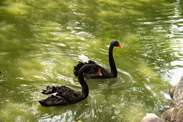 Fototapeta premium łabędz