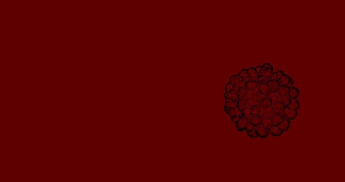 Human embryo Morula 3d. Fertilized egg morus early stage.