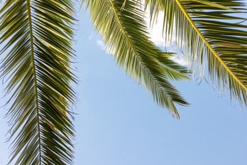 Fototapeta na wymiar Leaves of palm tree on blue sky, summertime travel background. Tropical nature banner. Template for business, covers, cosmetics packaging, interior decoration, phone case.