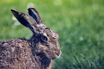 Portrait of a hare in the wild
