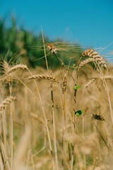 Fototapeta premium Wheat field