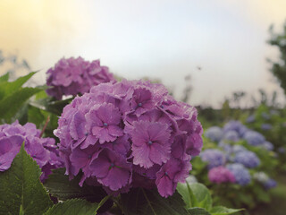 夕方のあじさい