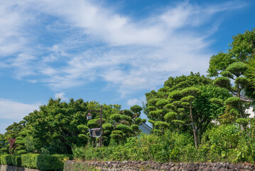 Fototapeta na wymiar 日本最大級の武家屋敷群の通りの垣根