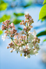 peach lilac in the garden
