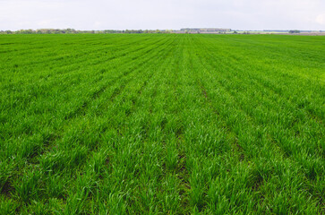 Good germination and growth of winter wheat in the farm spring field