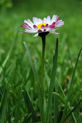 A close-up of a white common daisy flower with red tips growing in green grass