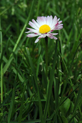 A close-up of a white common daisy flower with red tips growing in green grass