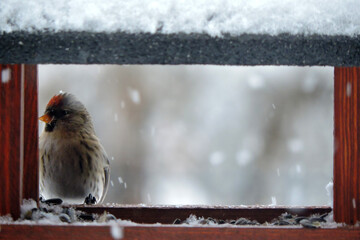 A female common redpoll with a bright red patch on its forehead sitting inside a wooden bird feeder