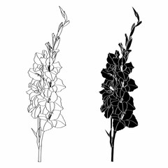 Hand drawn line art gladiolus flower. - obrazy, fototapety, plakaty