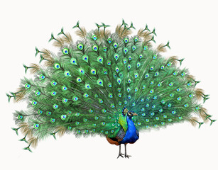 Indian peacock (Pavo cristatus) - obrazy, fototapety, plakaty
