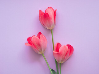 Obraz premium Three beautiful delicate pink tulips on purple. Space for text and copying. Women's Day