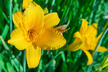 Fototapeta premium In summer, large yellow lilies bloom in the garden. Macro