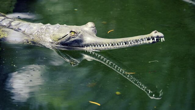Indian Gharial basking
