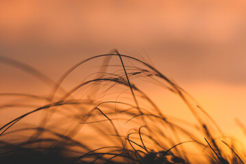 Grass flower silhouette with beautiful sunset and soft focus.