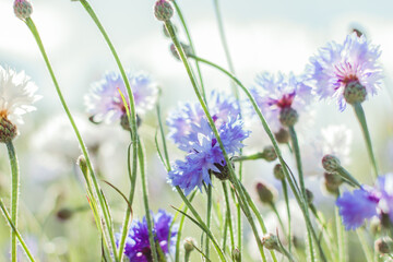 Naklejka premium Bouquet of bright blue flowers. Blue flowers, summer field plants. Green blurred background. Beautiful flower. Background full of blue Cornflowers .Closeup Cornflowers. Cornflower texture