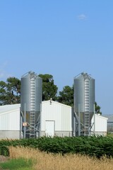 A shot of a Pig Farm with green Corn growing by the buildings that's south of Sterling Kansas USA in a farm field with blue sky out in the country.