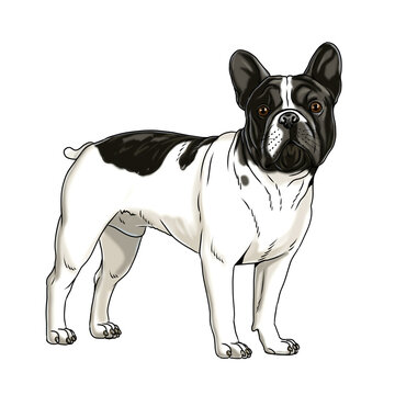 Cute french bulldog drawing. Isolated illustration with the sweet dog.