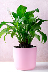 Spathiphyllum or peace lily houseplant with a white flower in a pink pot on the desk