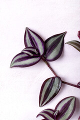Tradescantia Zebrina or silver inch plant leaves on the white table. Flat lay
