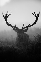Silhouetted Red Deer during the annual deer rut in London's Parks