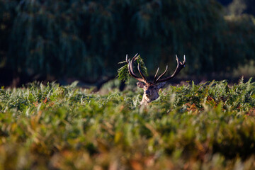 Red deer stags roaring and fighting in the woodlands of London, UK