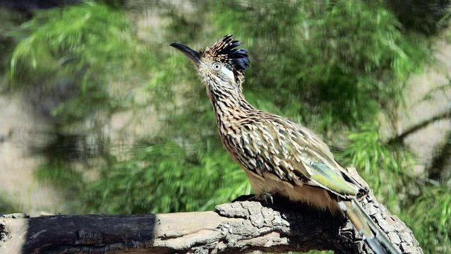 Roadrunner looking for food
