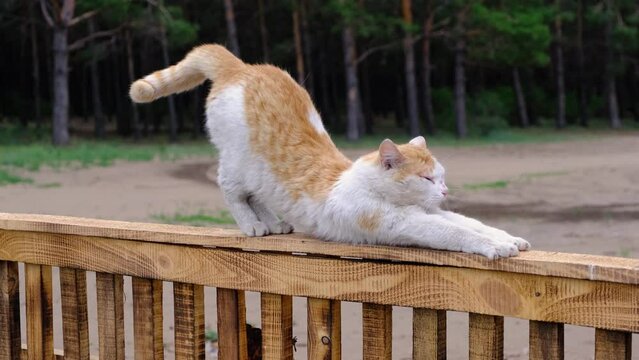 Rustic red cat lazily stretched on fence against background pine forest.
