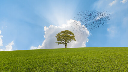 Beautiful landscape with silhouette of birds flying over lone tree and green grass