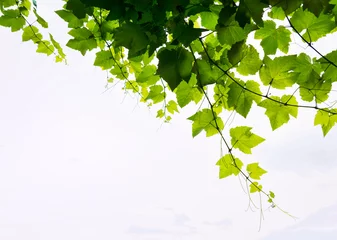 Foto op Plexiglas vineyard foliage on white background © Dmitrii