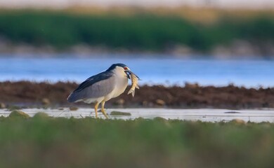 Black-crowned Night Heron (Nycticorax nycticorax) is a wetland bird that lives by rivers and lakes and feeds on fish and frogs.