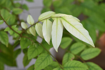 closeup green leaf in garden