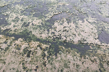 green lichen on dry mud in wetlands