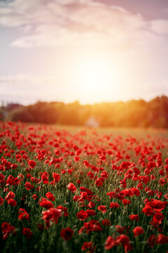 Red poppy field in Europe during summer sunset. © AlexGo