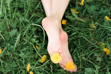 Bare female feet on the grass with yellow dandelions between the toes.Summer, proximity to nature, simple living.