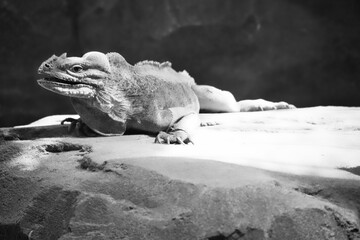 large iguana in black and white lying on a stone. Thorny comb and scaly skin