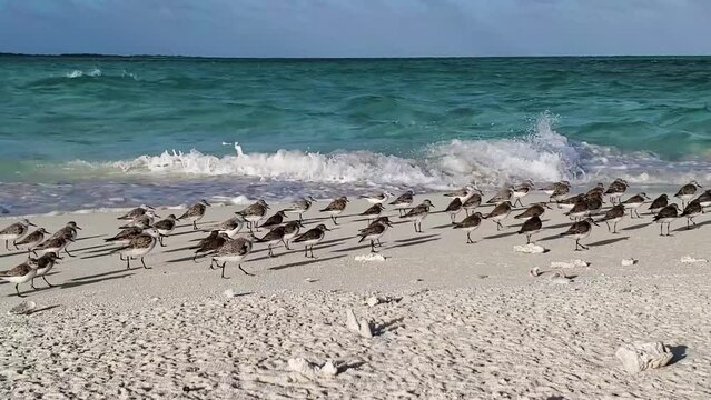 Group Wilson's Plovers sea birds running, call and fly on white sand beach front waves splash, Los Roques. Ave playera