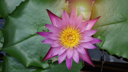 Lotus Flower. Beautiful Purple lotus Flower.