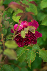 smell roses in  the garden