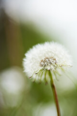 Dandelion with seeds in beautiful nature background